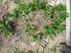 �}�[���̏����䖝�ł��ւ��