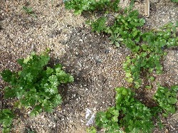 *)�`���C�j�[�Y�p�Z���΂��Ă�