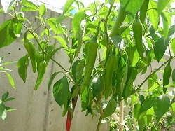 ���͌��h��Ł`