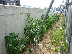 �o���l���[�h�̂��A�œ��h�q���C������